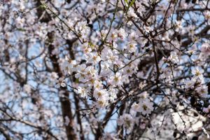 spring-blooming-almond-tree-blossoming-background-1024x682
