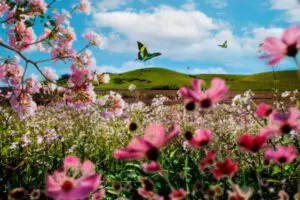 מערך בנושא סיפורי אביב ופסח | גישת האמת בחינוך של חמוטל לחמן - איחוד הגנים