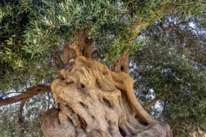 olive-tree-from-below-1024x682